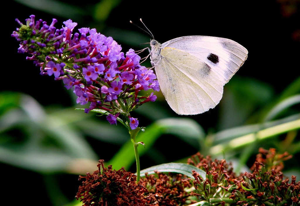 Newsletter September 2025