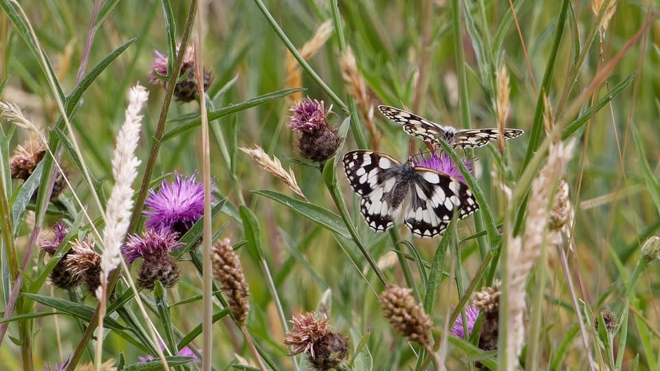 Newsletter November 2025